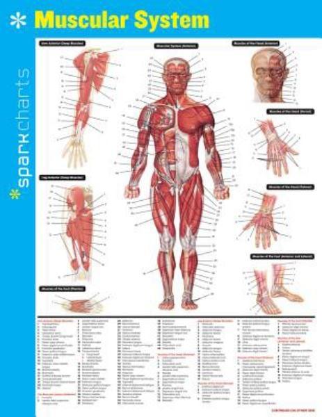 Muscular System (SparkCharts)