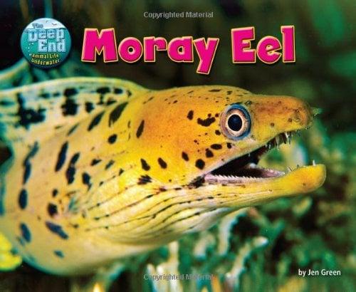 Moray Eel (The Deep End: Animal Life Underwater)