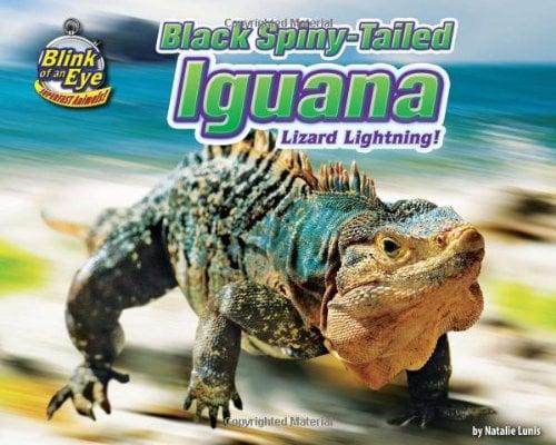 Black Spiny-Tailed Iguana: Lizard Lightning! (Blink of an Eye: Superfast Animals)