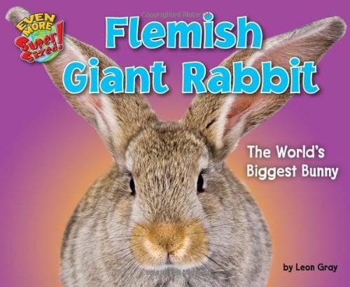 Flemish Giant Rabbit: The World’s Biggest Bunny (Even More Supersized!)