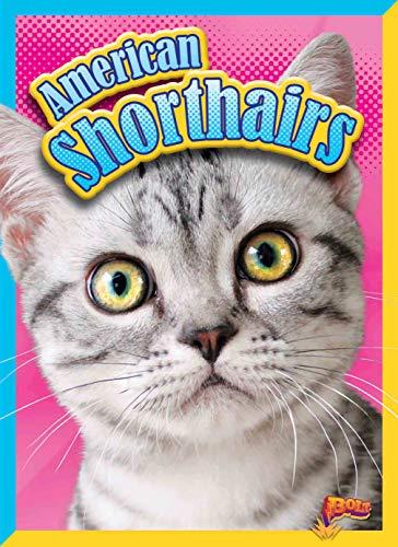 American Shorthairs (Cat Stats)