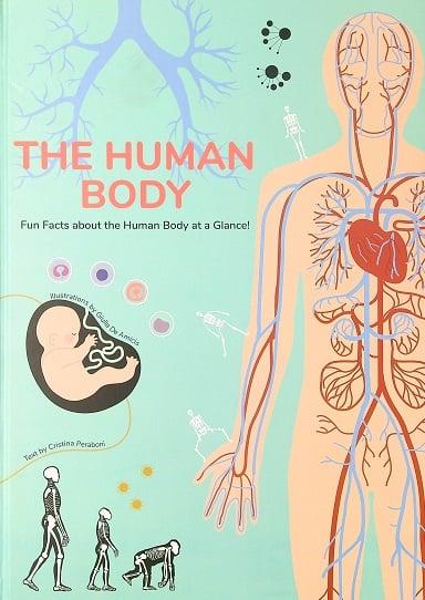The Human Body: Fun Facts About the Human Body at a Glance!
