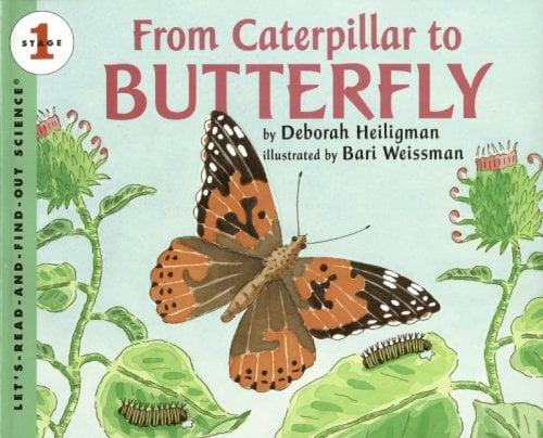From Caterpillar To Butterfly (Oversized)