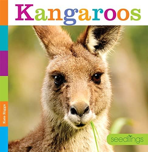 Kangaroos (Seedlings)