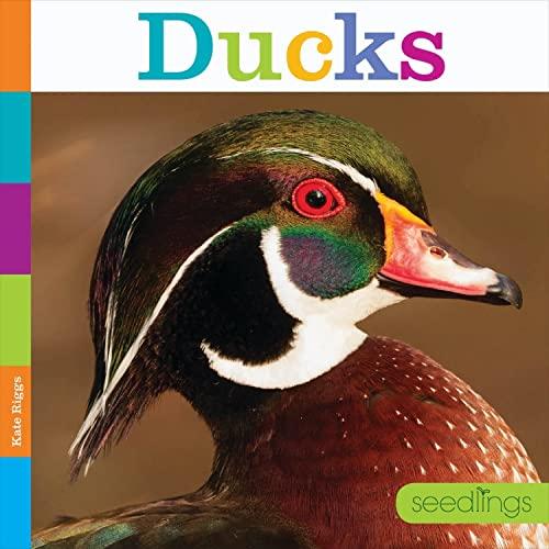 Ducks (Seedlings)