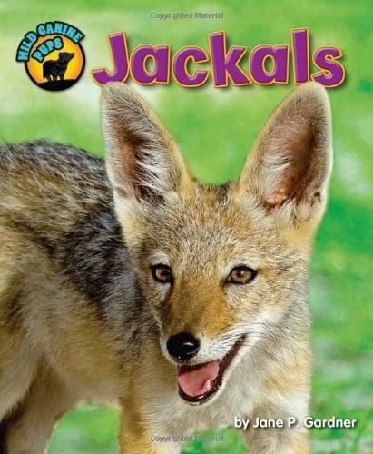 Jackals (Wild Canine Pups)
