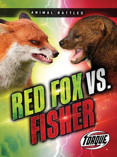 Red Fox vs. Fisher (Animal Battles)