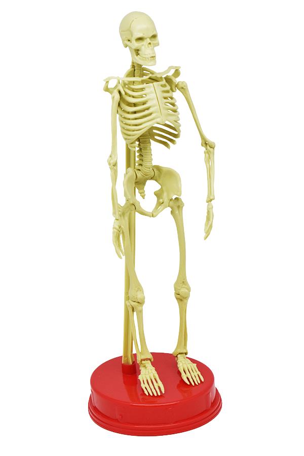 The Bones Book And Skeleton