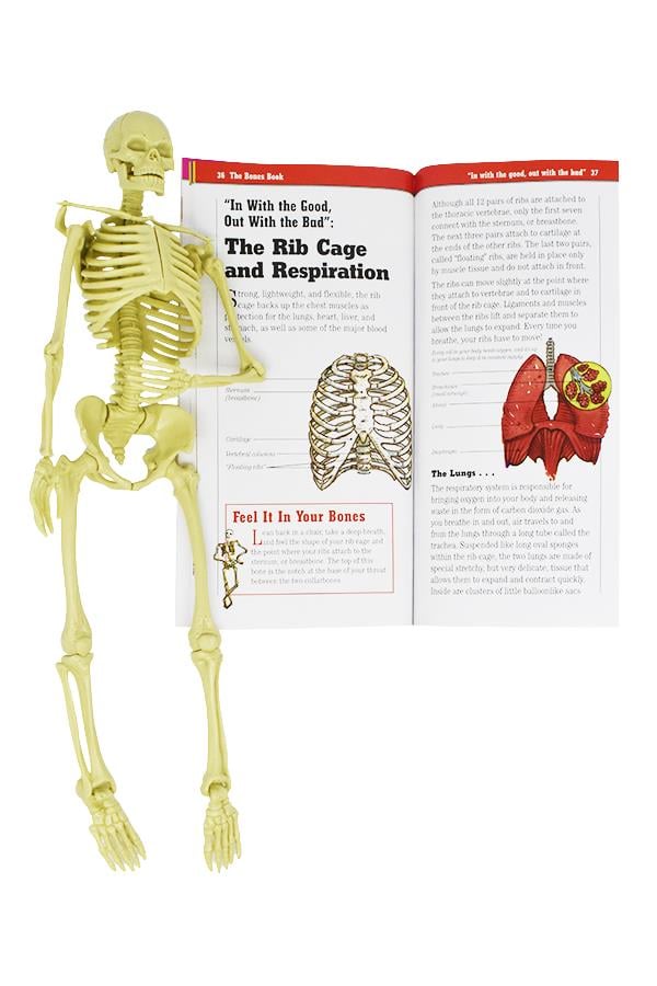 The Bones Book And Skeleton