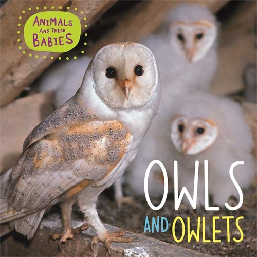 Owls and Owlets (Animals and Their Babies)