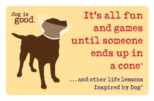 It's All Fun and Games Until Someone Ends Up in a Cone....and Other Life Lessons Inspired by Dog