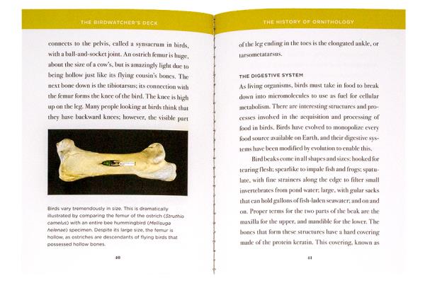 The Birdwatcher's Deck 40