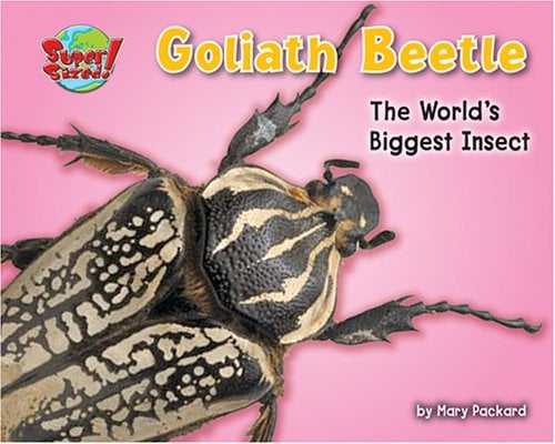 Goliath Beetle: One of the Worlds Heaviest Insects (Super Sized!)