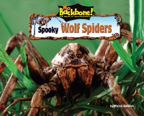 Spooky Wolf Spiders (No Backbone! The World of Invertebrates)