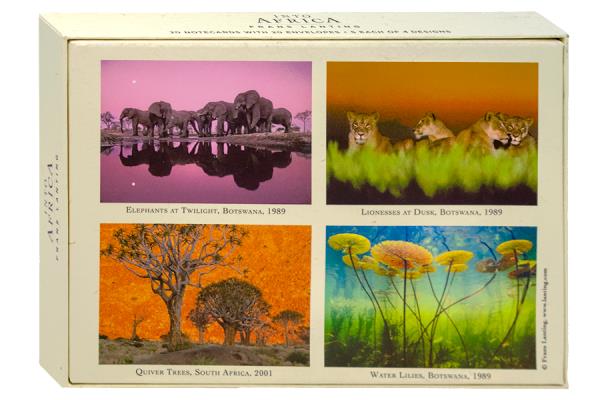 Into Africa Notecards Ima