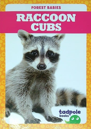 Raccoon Cubs (Forest Babies)