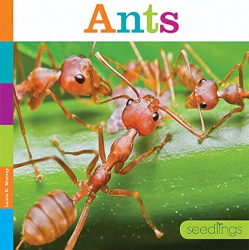 Ants (Seedlings)