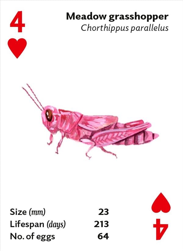 Brilliant Bugs Playing Ca