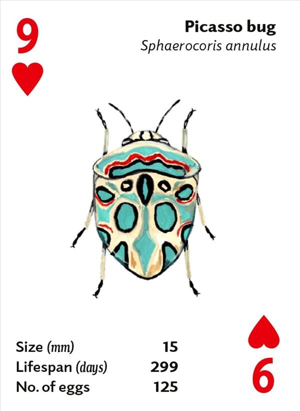 Brilliant Bugs Playing Ca