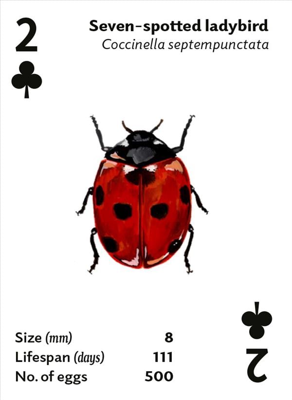 Brilliant Bugs Playing Ca