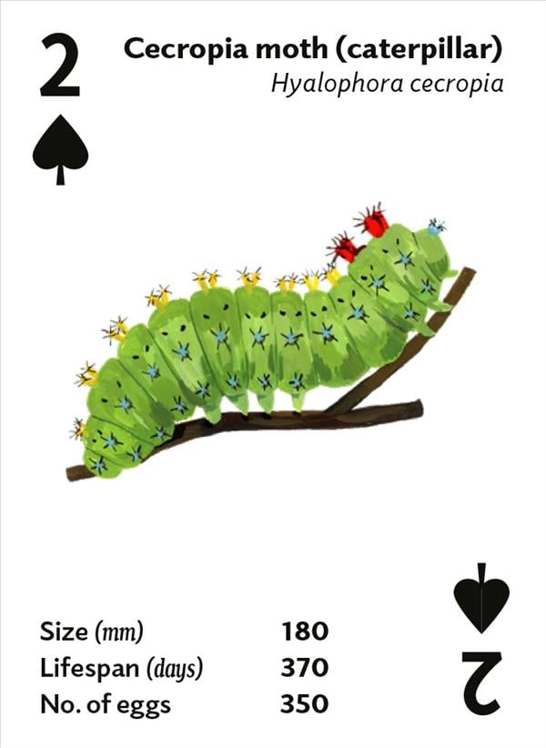 Brilliant Bugs Playing Ca