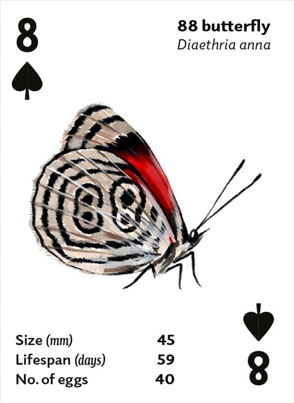 Brilliant Bugs Playing Ca